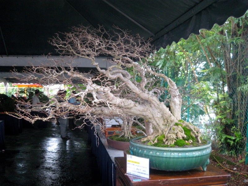 3rd Malaysia Bonsai Carnival-Baeckea Frutescens almost steal the show Img_4010