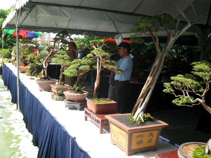 3rd Malaysia Bonsai Carnival-Baeckea Frutescens almost steal the show Img_4012