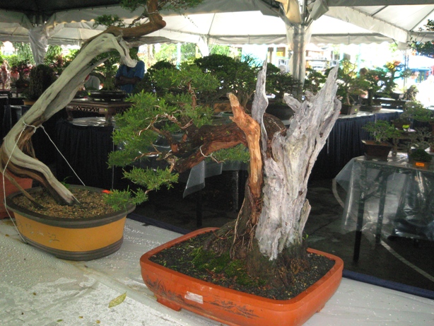 3rd Malaysia Bonsai Carnival-Baeckea Frutescens almost steal the show Img_4014