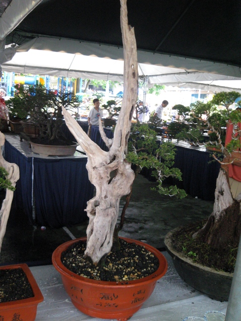 3rd Malaysia Bonsai Carnival-Baeckea Frutescens almost steal the show Img_4015