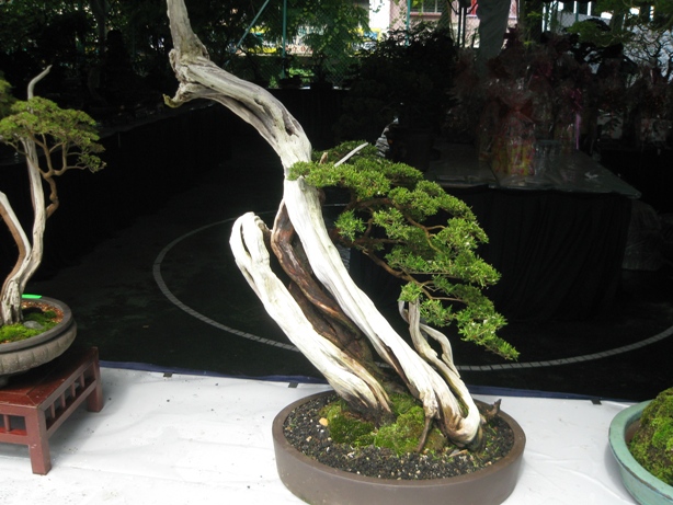 3rd Malaysia Bonsai Carnival-Baeckea Frutescens almost steal the show Img_4016