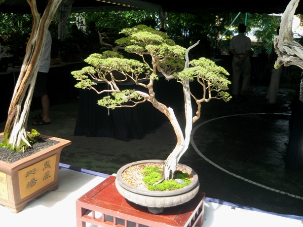 3rd Malaysia Bonsai Carnival-Baeckea Frutescens almost steal the show Img_4017