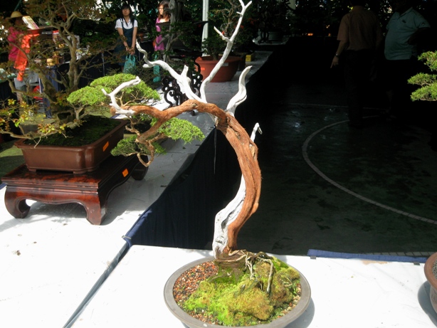 3rd Malaysia Bonsai Carnival-Baeckea Frutescens almost steal the show Img_4018