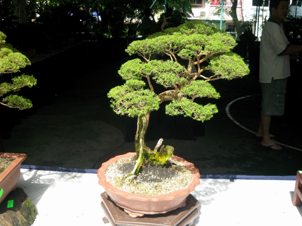 3rd Malaysia Bonsai Carnival-Baeckea Frutescens almost steal the show Img_4019