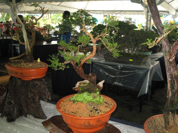 3rd Malaysia Bonsai Carnival-Baeckea Frutescens almost steal the show Img_4020