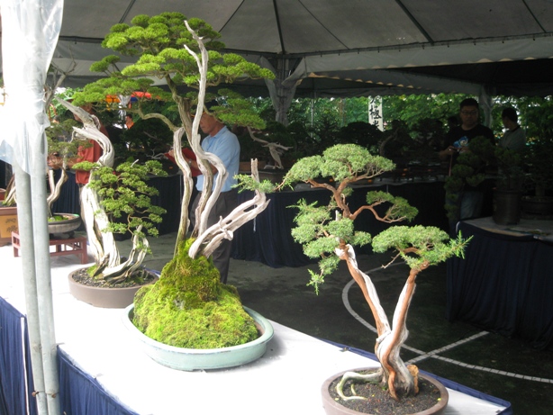 3rd Malaysia Bonsai Carnival-Baeckea Frutescens almost steal the show Img_4021