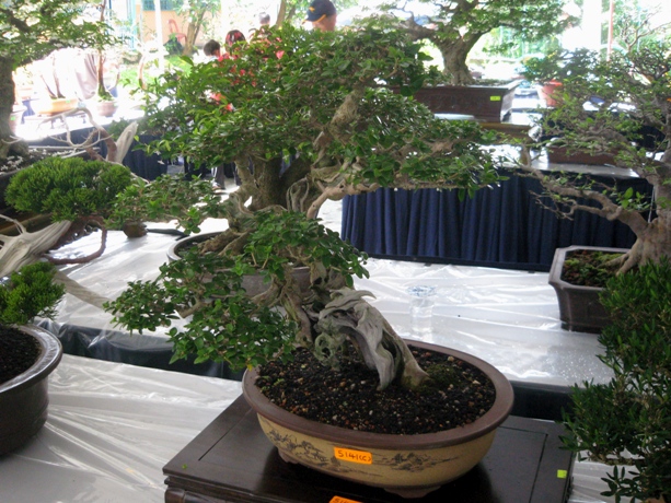 3rd Malaysia Bonsai Carnival-Baeckea Frutescens almost steal the show Img_4022