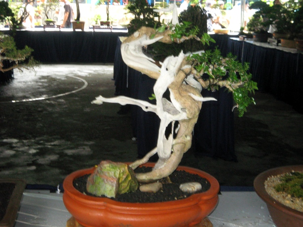 3rd Malaysia Bonsai Carnival-Baeckea Frutescens almost steal the show Img_4023