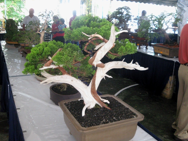 3rd Malaysia Bonsai Carnival-Baeckea Frutescens almost steal the show Img_4025