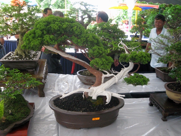 3rd Malaysia Bonsai Carnival-Baeckea Frutescens almost steal the show Img_4026