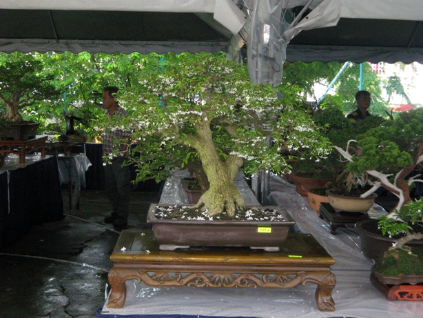 3rd Malaysia Bonsai Carnival-Baeckea Frutescens almost steal the show Img_4027