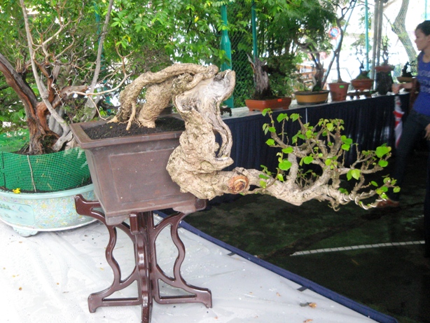 3rd Malaysia Bonsai Carnival-Baeckea Frutescens almost steal the show Img_4029