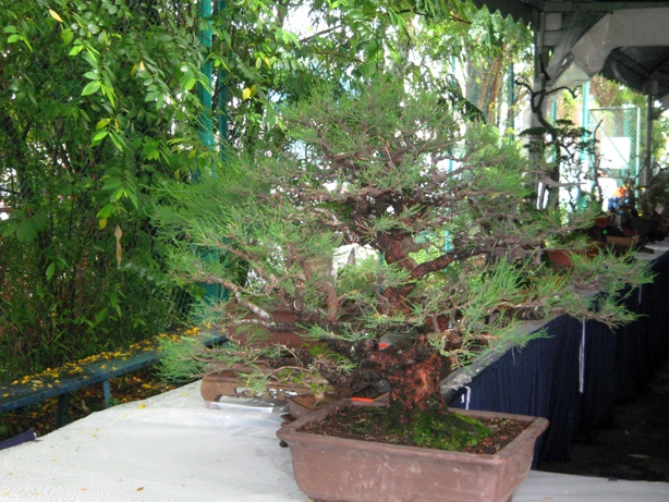 3rd Malaysia Bonsai Carnival-Baeckea Frutescens almost steal the show Img_4030