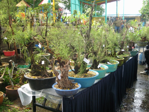 3rd Malaysia Bonsai Carnival-Baeckea Frutescens almost steal the show Img_4032