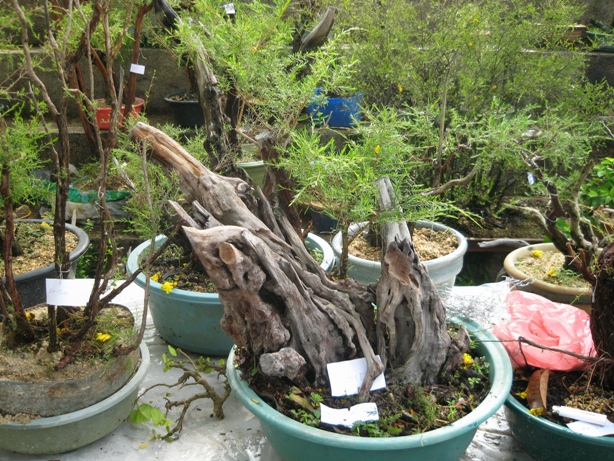 3rd Malaysia Bonsai Carnival-Baeckea Frutescens almost steal the show Img_4033