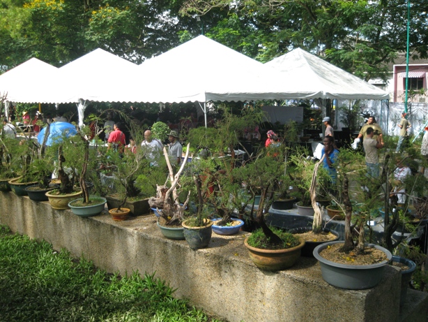 3rd Malaysia Bonsai Carnival-Baeckea Frutescens almost steal the show Img_4034