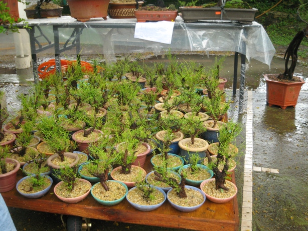 3rd Malaysia Bonsai Carnival-Baeckea Frutescens almost steal the show Img_4036