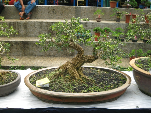 3rd Malaysia Bonsai Carnival-Baeckea Frutescens almost steal the show Img_4037