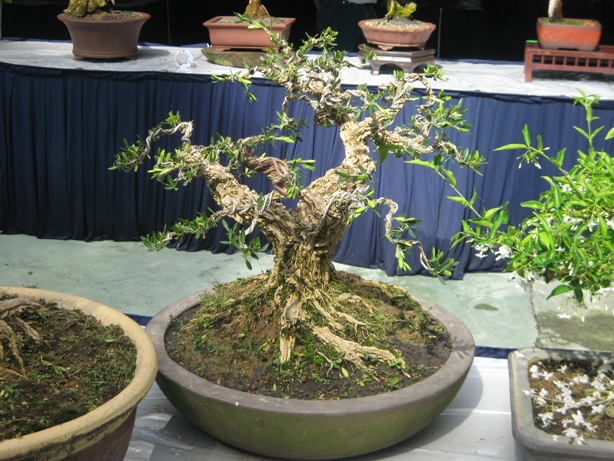 3rd Malaysia Bonsai Carnival-Baeckea Frutescens almost steal the show Img_4111