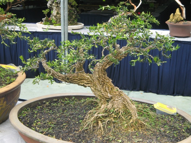 3rd Malaysia Bonsai Carnival-Baeckea Frutescens almost steal the show Img_4112