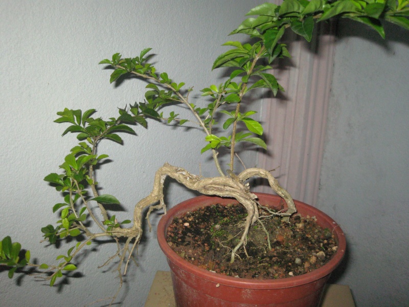 Some of my bonsai collection Img_4121