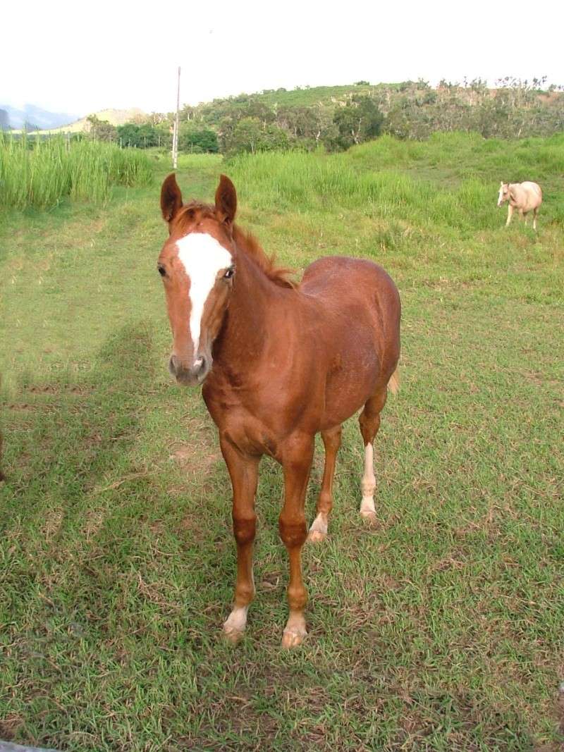 Quelques Quarter Horses de Nouvelle Calédonie. Docs_o10