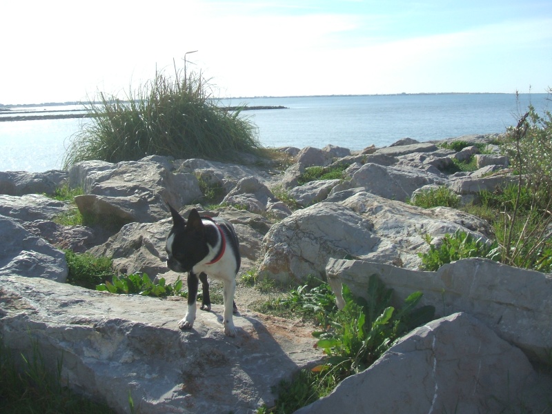 terrier - Fée Mélusine d'Alampur Terrier de Boston - Page 11 Dscf2011