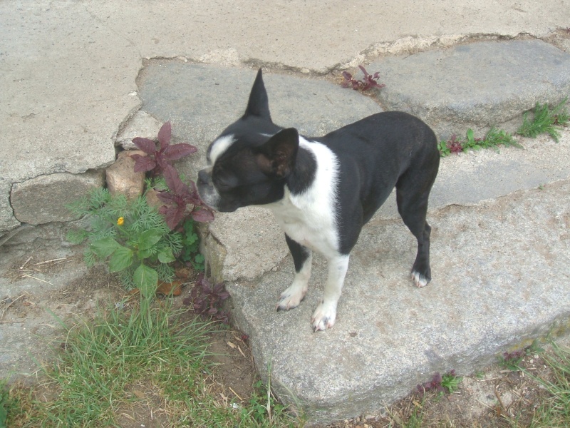 Fée Mélusine d'Alampur Terrier de Boston - Page 11 Dscf3118