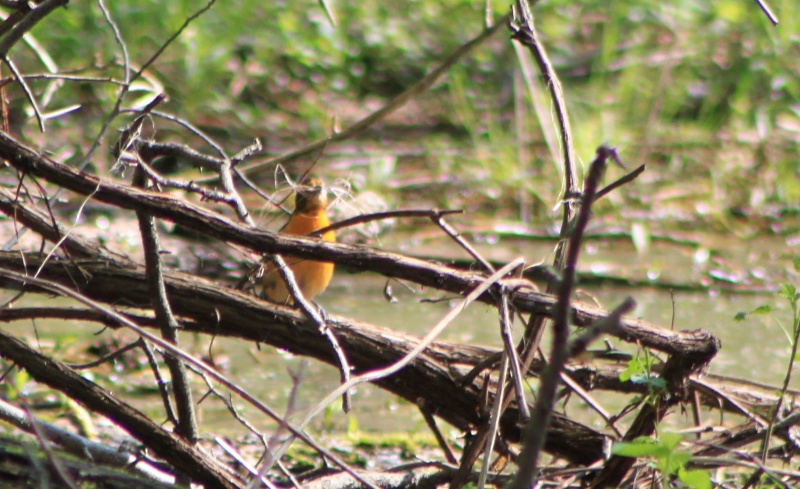 Oriole de baltimore femelle??? Img_4510