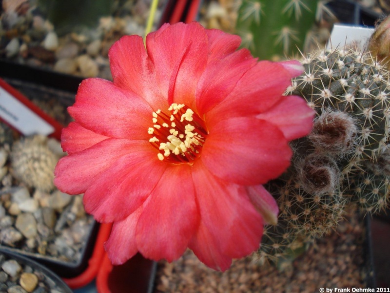 Chamaecereus Hybride 'Leuchtfeuer' Chamae64