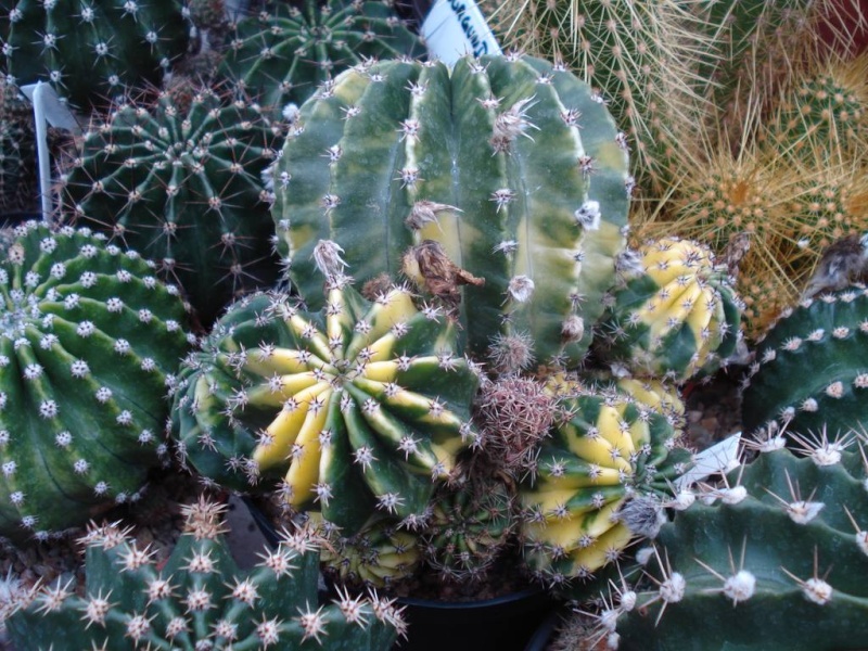 Variegate Echinopsis Hybride 'Johnsons Greengold' Dsc00310