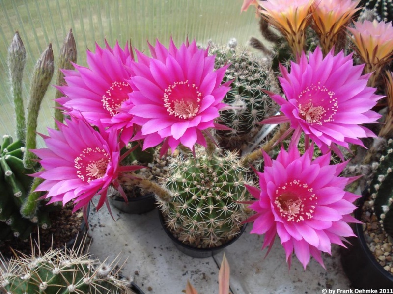 Echinopsis Hybride Nr. 258 'Siegfried' Rheingold Echin110