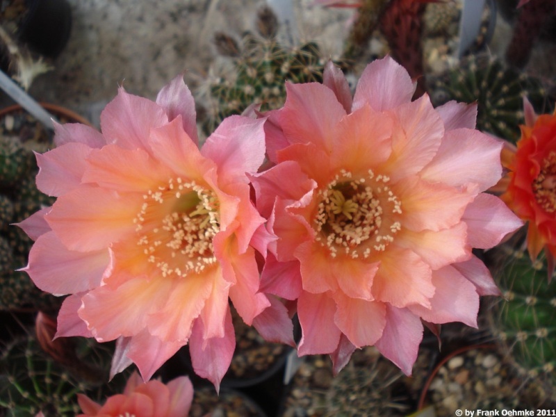 Echinopsis Hybride Nr. 293 'Rio' Rheingold Echin111