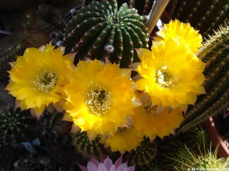 Echinopsis Hybride Nr. 375 'Fourty Niner' Paramount Echin155