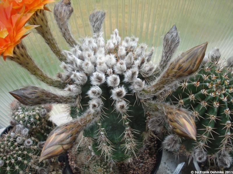 Echinopsis Hybride 'Gertrude' Echino34