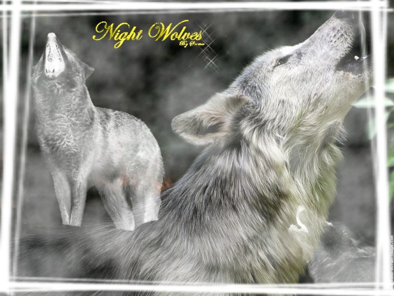 Concours de themes pour Night Wolves ! 10_110