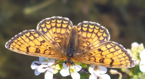 [Mellicta parthenoides] détermination des Mellicta 10052011