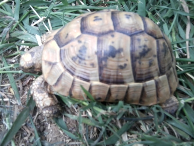 Identification d'une tortue  Belle112