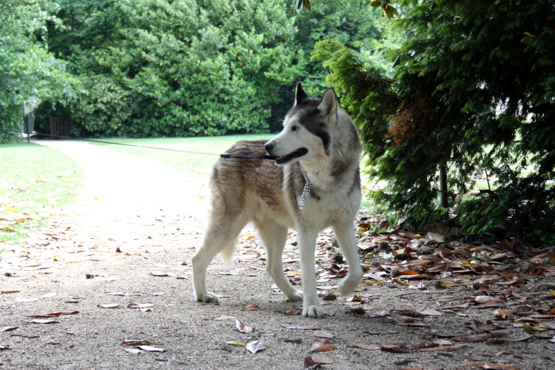  Loocky husky (m) 14 ans adore les humains ok congénères (ref35ADOPTE - Page 2 Img_4010