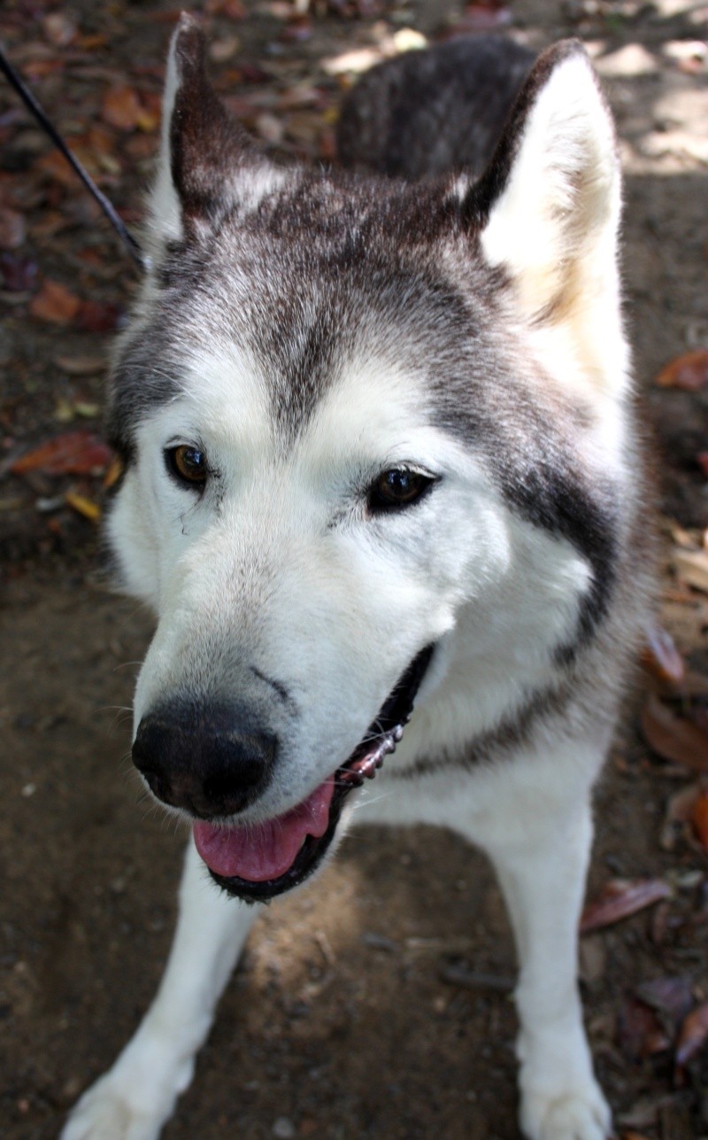  Loocky husky (m) 14 ans adore les humains ok congénères (ref35ADOPTE - Page 2 Img_4013