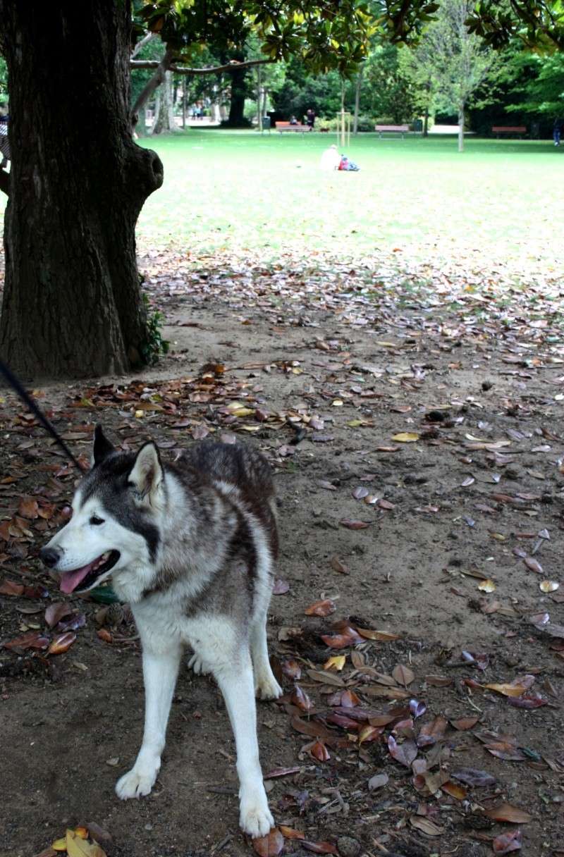  Loocky husky (m) 14 ans adore les humains ok congénères (ref35ADOPTE - Page 2 Img_4014