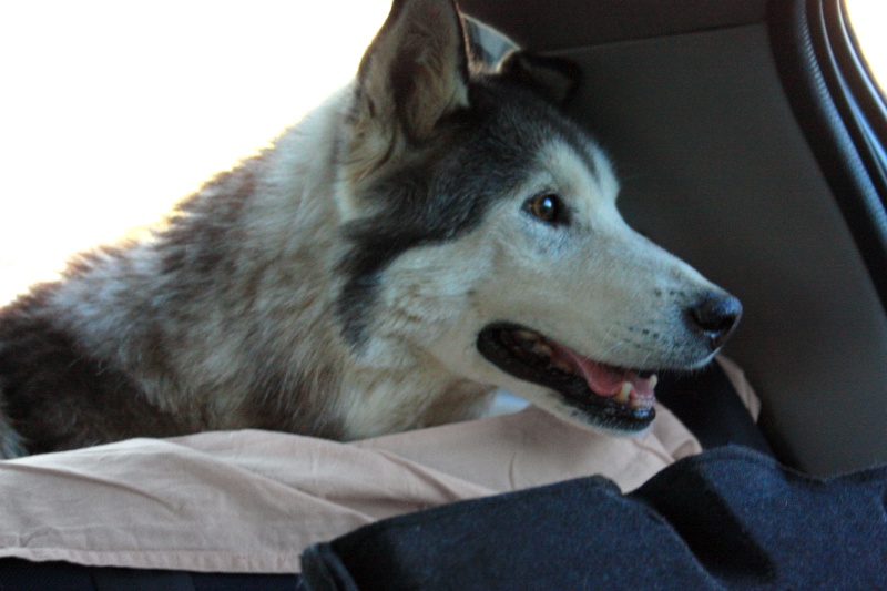  Loocky husky (m) 14 ans adore les humains ok congénères (ref35ADOPTE - Page 2 Img_4015