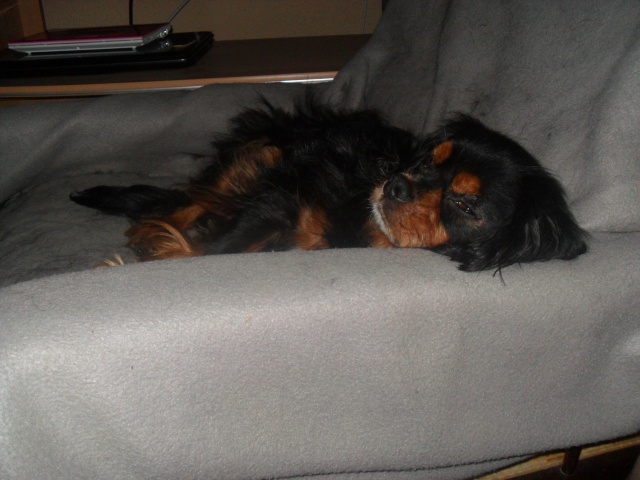 LUCKY (Cavalier King Charles) - Page 4 00110