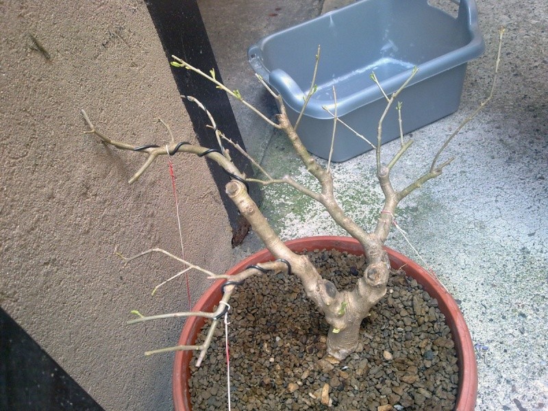 My Olea,before.after 19052012