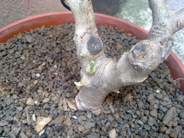 My Olea,before.after 19052013
