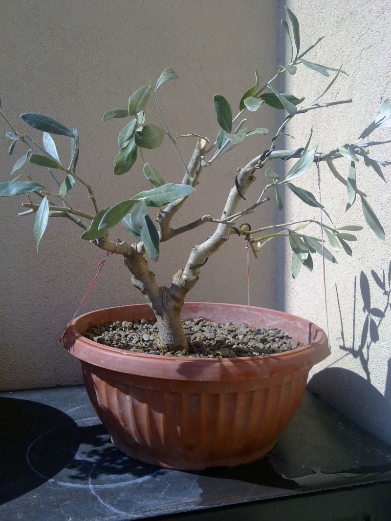 My Olea,before.after 23032013