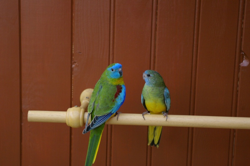 turquoisine et kakariki et perruches _g1l9417