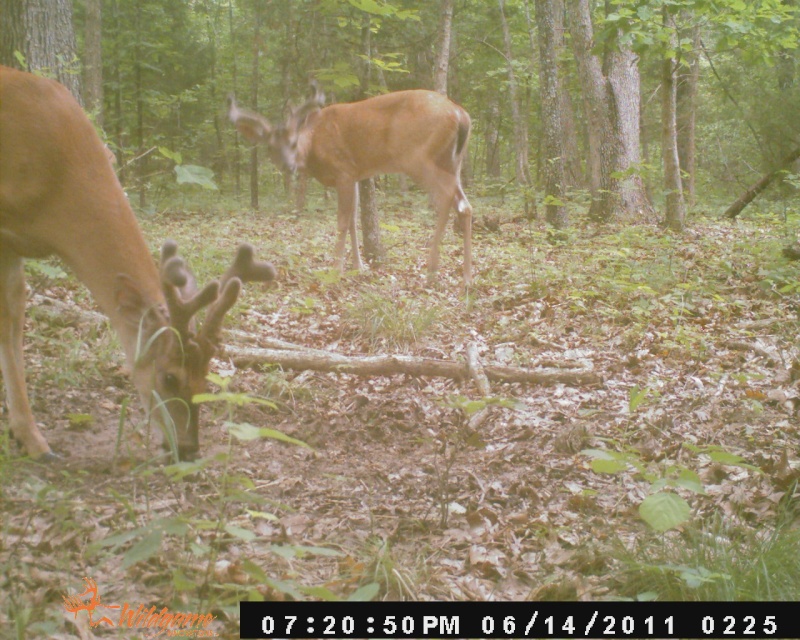 Hit list bucks Dsc_0213