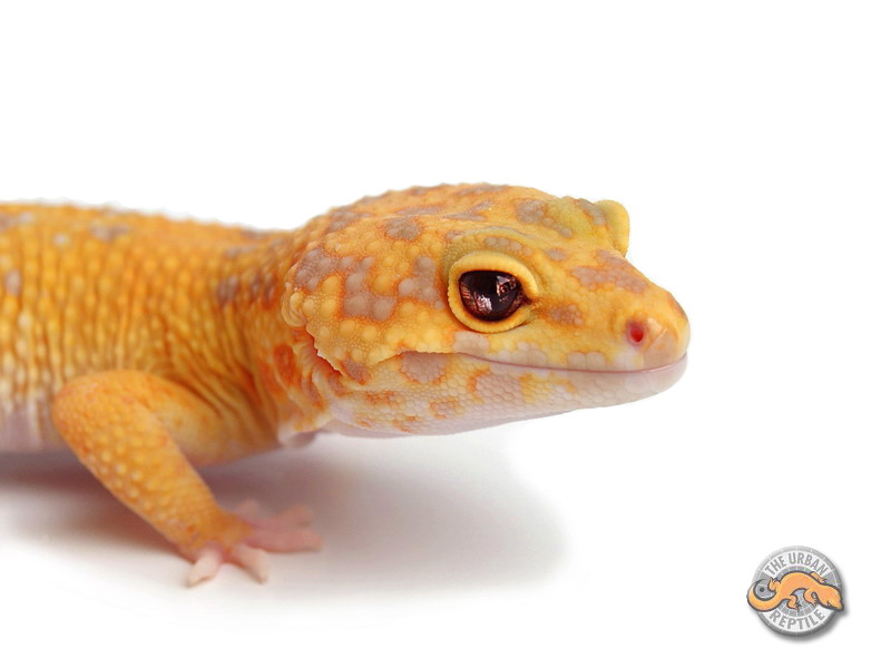 marble eyed leopard gecko Marble10