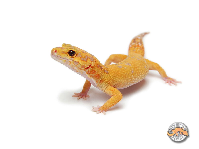 marble eyed leopard gecko Marble11